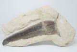 Cretaceous Swordfish (Protosphyraena) Pectoral Fin - Kansas #197482-1